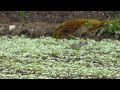 Eastern Turtle Doves Eat Seedlings in the Crop Field of Japanese Buckwheat