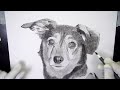Drawing dog mixed breed Gina May 2024 time lapse with music 4K