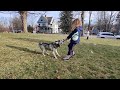 Tug of war with Shea the husky