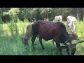 Checking the Brahmans , Fence, & Rotating Pastures! #brahmancattle #beef #beefitswhatsfordinner