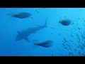 CAGE DIVING FOR GREAT WHITE SHARKS