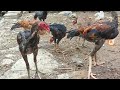 Merawat Ekor Ayam Agar Ambiyar & Ekor Agar Cepat Panjang Seperti Ayam Hias Ekor Lidi #ayam #ayamhias