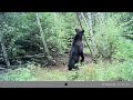 Bear on a Slick Stick. bigrackbucklure.com