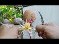 Sayat mawar bahan bonsai kelapa@fakihbonsai309