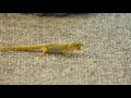 Gecko VS Wasp Nest - Hawaii - Part 2 - Short