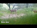 April Trail Cam Update