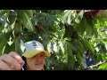 Weekend Trip to Thompson's Farm for Cherry Upick 2024