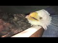 Iced Eagle Rescue on Lake Michigan