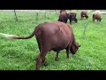 Multi-Species Rotational Grazing | Maximizing Grazing Productivity #rotationalgrazing