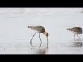 Nagy goda   Limosa limosa  Black-tailed Godwit