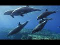 3HRS Stunning 4K Underwater Wonders - Relaxing Music  Coral Reefs, Fish & Colorful Sea Life