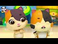 Baby Kitten, Don't Stand On The Seesaw | Baby Kitten Family | Kids Safety Tips | BabyBus