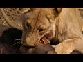 12 Incredible Hunting Scenes | 4K UHD | BBC Earth