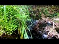 4k underwater world - green vegetables and plants deep in the water pl