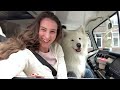 10 Reasons NOT to get a Samoyed