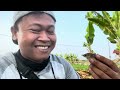 Gak nyangka !!! Ngejar anakan burung, sampe nyebur sawah, eh ternyata istimewa gais 🤭🤭🤭