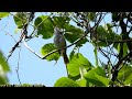 スイレンとウグイス (4K) / waterlilies & Japanese Bush Warbler