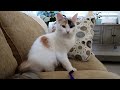 Adopting our Foster Kitten! Our New Kitten + Pets update