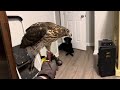 Fancy the Cooper’s Hawk meets Jess the Black Lab!