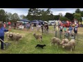 Working Dog demonstration at Moss Vale Small Farm Field Day