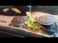 Red-eared slider & Malayan box turtle eating lettuce.