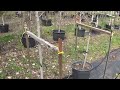 Straightening Crooked Tree Trunks