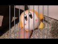 Waddle dee mods a 3DS - Waddle the dee