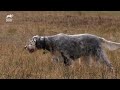 An English Setter Teaches Her Puppies How To Hunt Pheasants | Too Cute! | Animal Planet