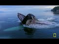 World's Deadliest MEGA EPISODE | Season 1 Full Episodes | Nat Geo Wild