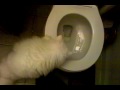 white persian cat drinking out of filthy toilet?!