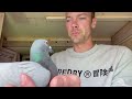 Pigeon Release 28.000 Birds | GREAT Arrivals from Duffel! | Racing pigeons |