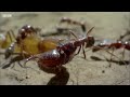 Killer Ant Swarm Butchers Lone Scorpion | Superswarm | BBC Earth