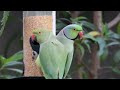 Rose-ringed Parakeets 🦜  / Indian Ringneck parrot in house / Parrot videos / Parrot eating grains
