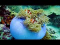 ENCHANTING CREATURES OF THE OCEAN - 8K ULTRA HD - With Relaxing Music Helios (Colorfully Dynamic)