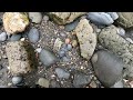 Charmouth Beach Treasures