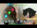 FNF Highlights CAPYBARA VS TOWEL CAT - Friday Night Funkin' VS Non Sense Mod