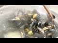 Tahong / Mussel in garlic