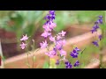 HOW TO GROW LARKSPUR FROM SEED: A BEAUTIFUL NEST TV