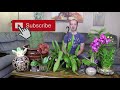 Caring for an Orchid Cactus (Disocactus ackermannii)