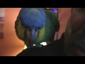 Clyde all cute on shoulder.wmv