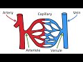 Types of blood vessels | Artery, capillary & vein | Easy learning video