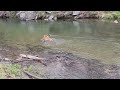 Ridgebacks and a mallard.