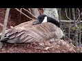 4/18/2018 Upstate New York Pond  Swan and Geese