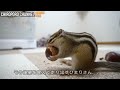 【シマリス】生まれてはじめて食べた栗が美味すぎて壊れてしまったリスがこちら...