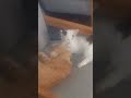 Was bored, recorded cats