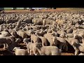 A Sheep Farm In Victoria's Mallee Part 1