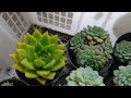 echeveria minima blue , red edgi , raindrop #secculent #echeveria #tanamanhias #kaktus