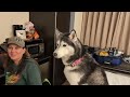 Watch As My Husky Cheers On Her Family At The Westminster Dog Show!
