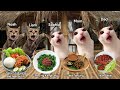 Cat memes road trip to Indonesia