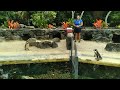 Sea Life Park in Honolulu, Hawaii Penguin Show